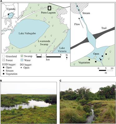 A Spark in the Dark: Uncovering Natural Activity Patterns of Mormyrid Weakly Electric Fish